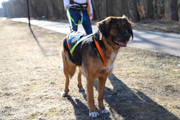 Dingo Hundegeschirre Sled Active Sydney Links Band Farbe Grün Rechts Orange Rücken Blau Canicross Do