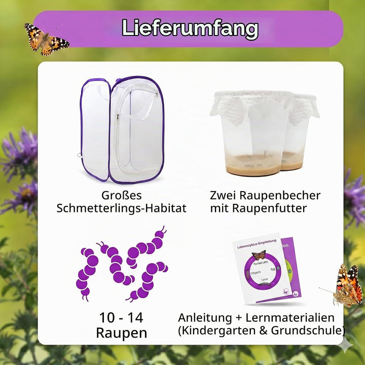 Schmetterlingszucht-Set für Kinder / Erwachsene | Schmetterlinge züchten [Erfolgsgarantie] | Heimisc