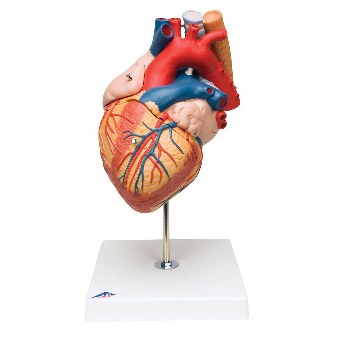 3B Scientific Menschliche Anatomie - Herz mit Luft- und Speiseröhre, 2-fache Grösse, 5-teilig + kost