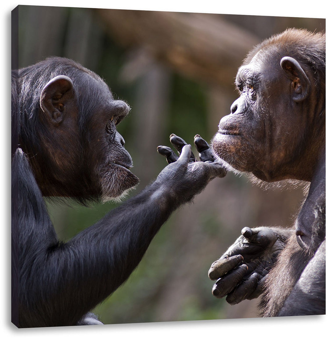 Schimpansen Freundschaft, Format: 70x70 auf Leinwand, XXL riesige Bilder fertig gerahmt mit Keilrahm