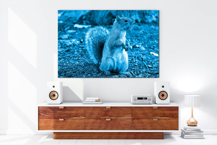 deyoli niedliches Eichhörnchen im Park Format 100x70 Effekt: Monocrome Blau als Leinwandbild, Motiv