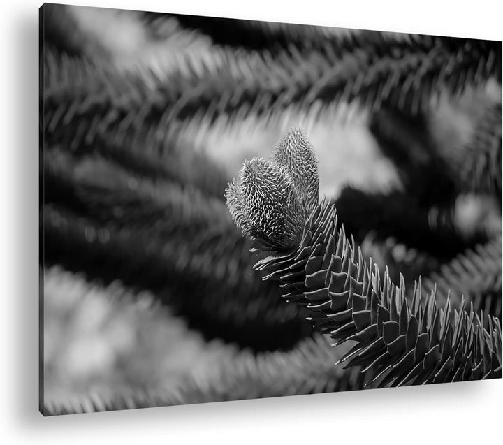 deyoli Frühlingserwachen der Tannenbäume Format: 80x60 als Leinwand, Effekt: Schwarz&Weiss, Motiv fe