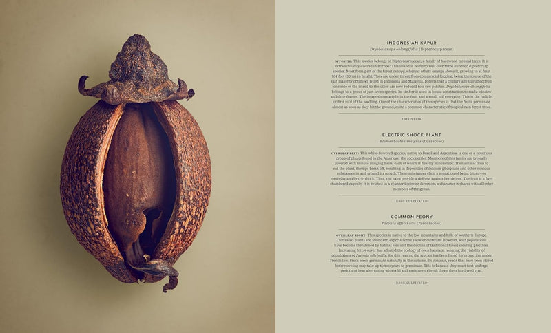 The Hidden Beauty of Seeds & Fruits: The Botanical Photography of Levon Biss, Gebundenes Buch