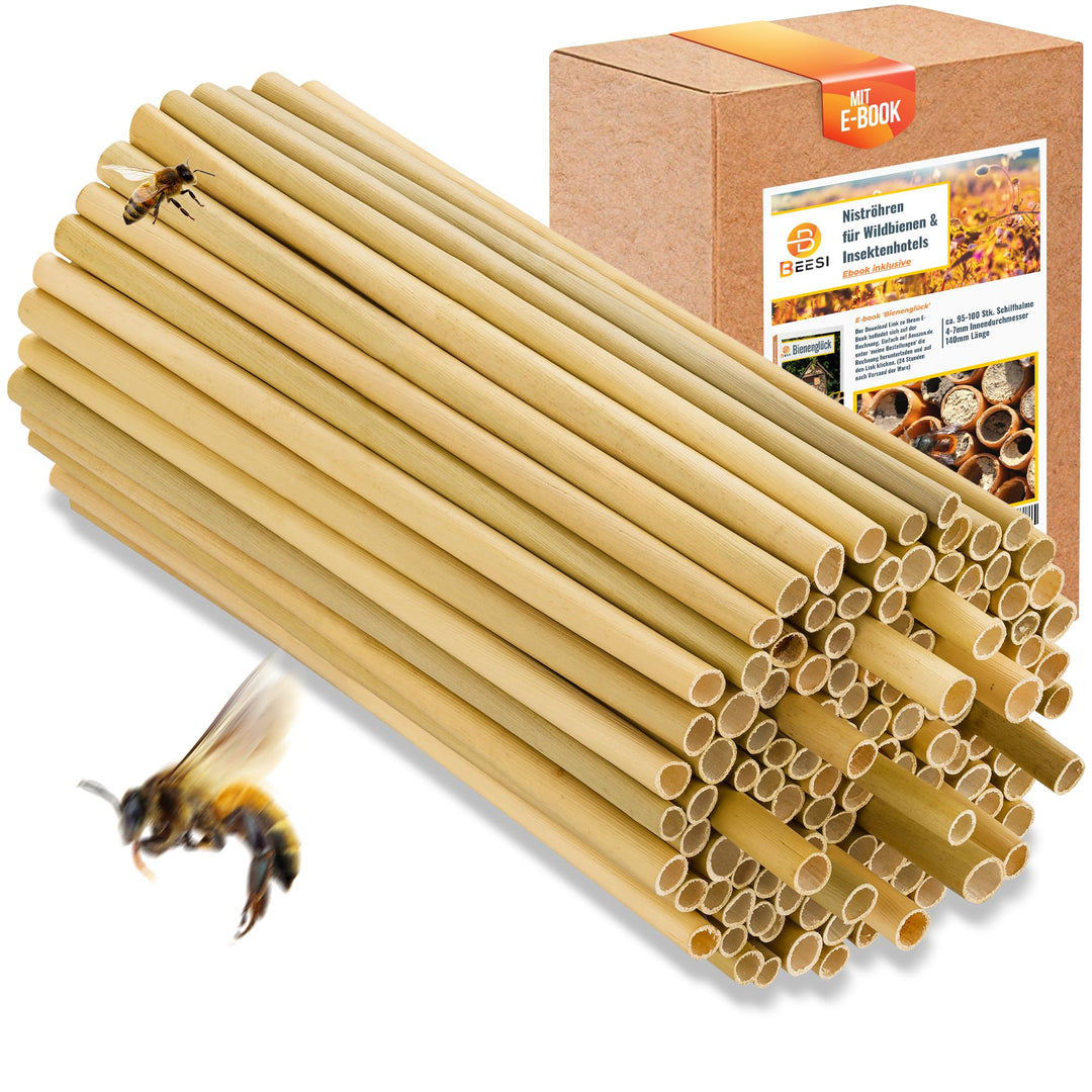 BEESI 500x Bambusgras für Insektenhotel I 14 cm Länge I 3-7mm ⌀ I Füllmaterial Bienenhotel, Wildbien