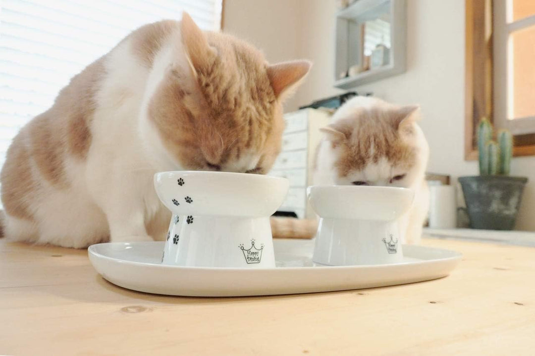 Neco Ichi Cats First Necoichi erhöhter Katzenfutternapf, stressfrei, Rückflussverhinderung, spülmasc