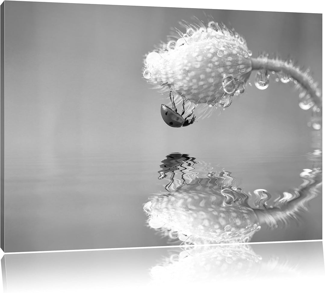 Pixxprint Marienkäfer Mohnblume / 100x70cm Leinwandbild bespannt auf Holzrahmen/Wandbild Kunstdruck