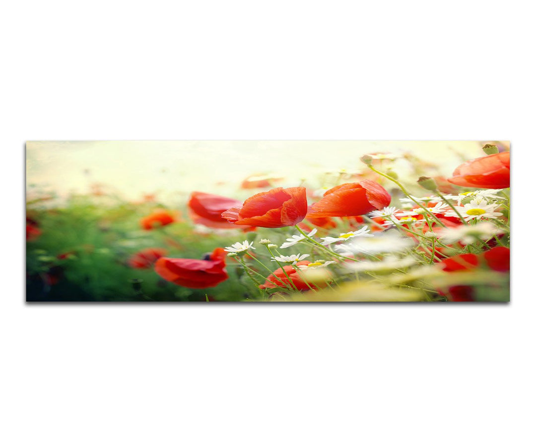 Paul Sinus Art Panoramabild auf Leinwand und Keilrahmen 120x40cm Mohnblumen Frühling Sonnenstrahlen