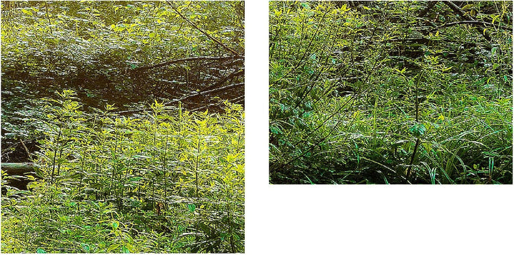 Runa Art Bild Wald Landschaft Wandbilder auf Vlies Leinwand 5 Teilig Wanddekoration Schlafzimmer Woh