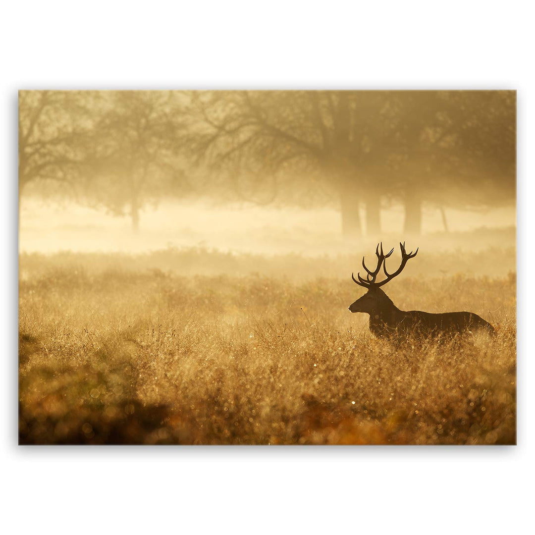 ge Bildet Bild auf Leinwand | Landschaftsbilder - Hirsch in der Natur N in 70x50 cm als Wandbild | W