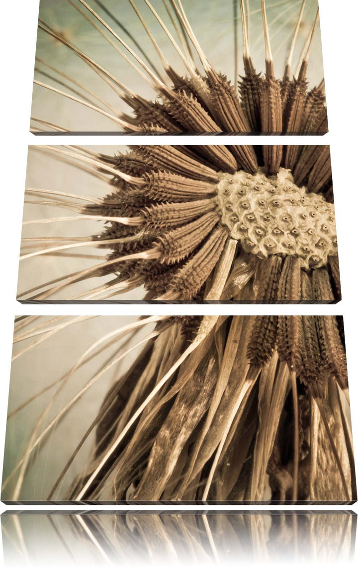 Pixxprint Vertrocknete Pusteblume als Leinwandbild/Grösse: 3 Teilig (120x80) cm/Wandbild/Kunstdruck/
