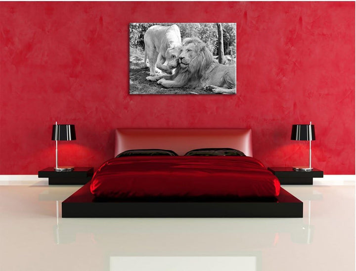 Pixxprint verliebtes Löwenpaar Kunst B&W als Leinwandbild/Grösse: 100x70 / Wandbild/Kunstdruck/ferti