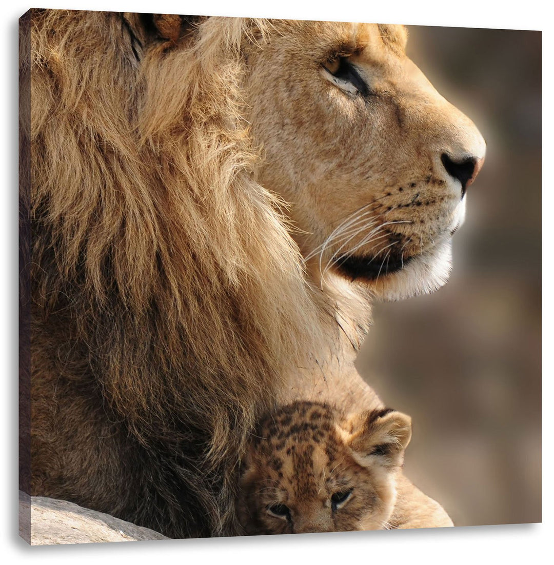 Löwe mit Löwenbaby, Format: 70x70 auf Leinwand, XXL riesige Bilder fertig gerahmt mit Keilrahmen, Ku