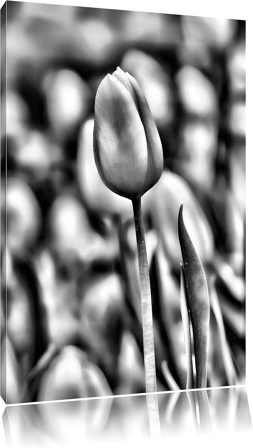 Pixxprint Gelbe Tulpen im Frühling / 100x70cm Leinwandbild bespannt auf Holzrahmen/Wandbild Kunstdru