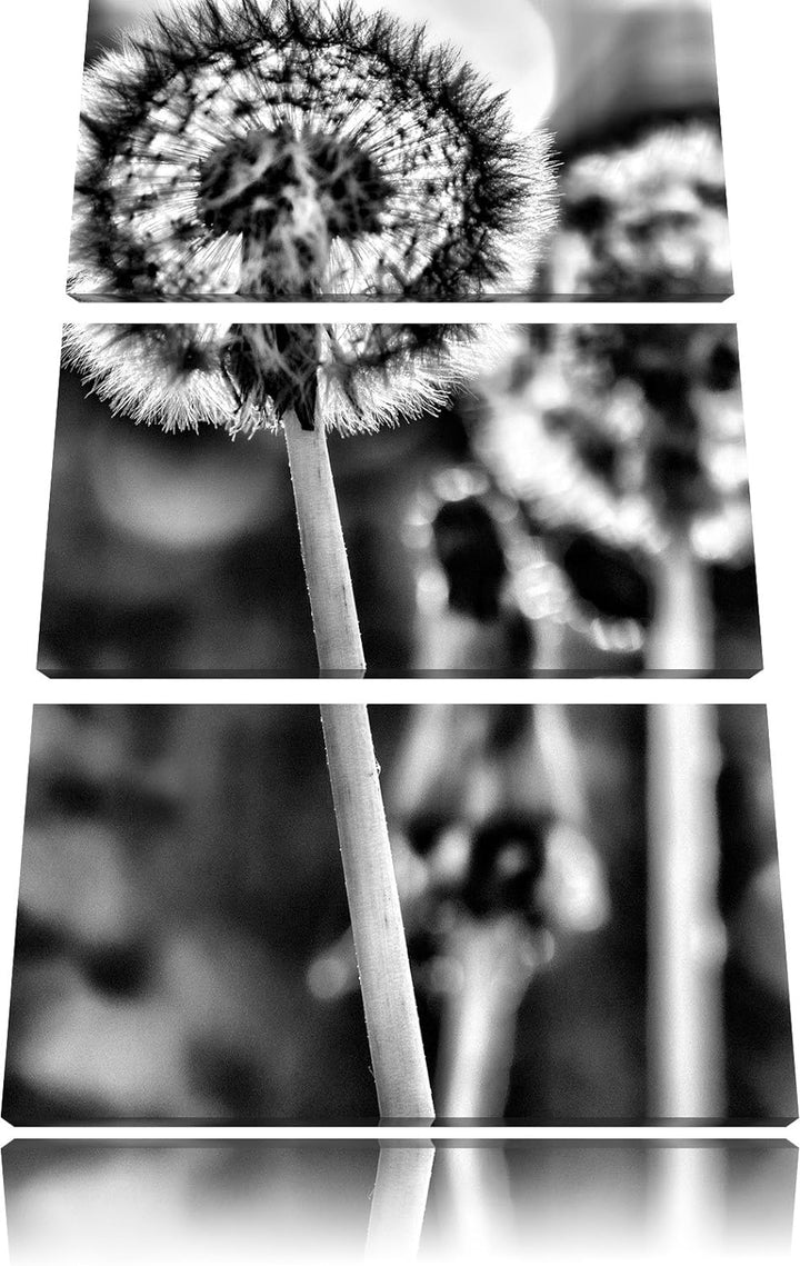 Pixxprint Pusteblume als Leinwandbild/Grösse: 3 Teilig (120x80) cm/Wandbild/Kunstdruck/fertig bespan