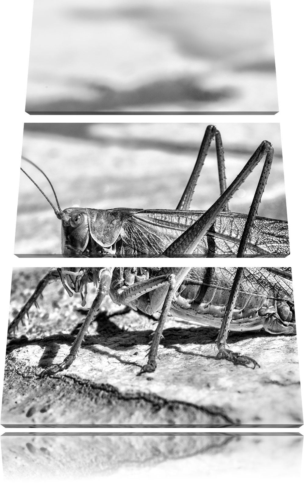 Pixxprint Elegante Heuschrecke als Leinwandbild/Grösse: 3 Teilig (120x80) cm/Wandbild/Kunstdruck/fer