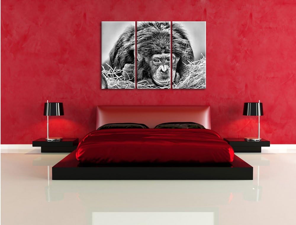Pixxprint Monocrome, Kleiner Schimpanse im Heu 3-Teiler Leinwandbild 120x80 Bild auf Leinwand