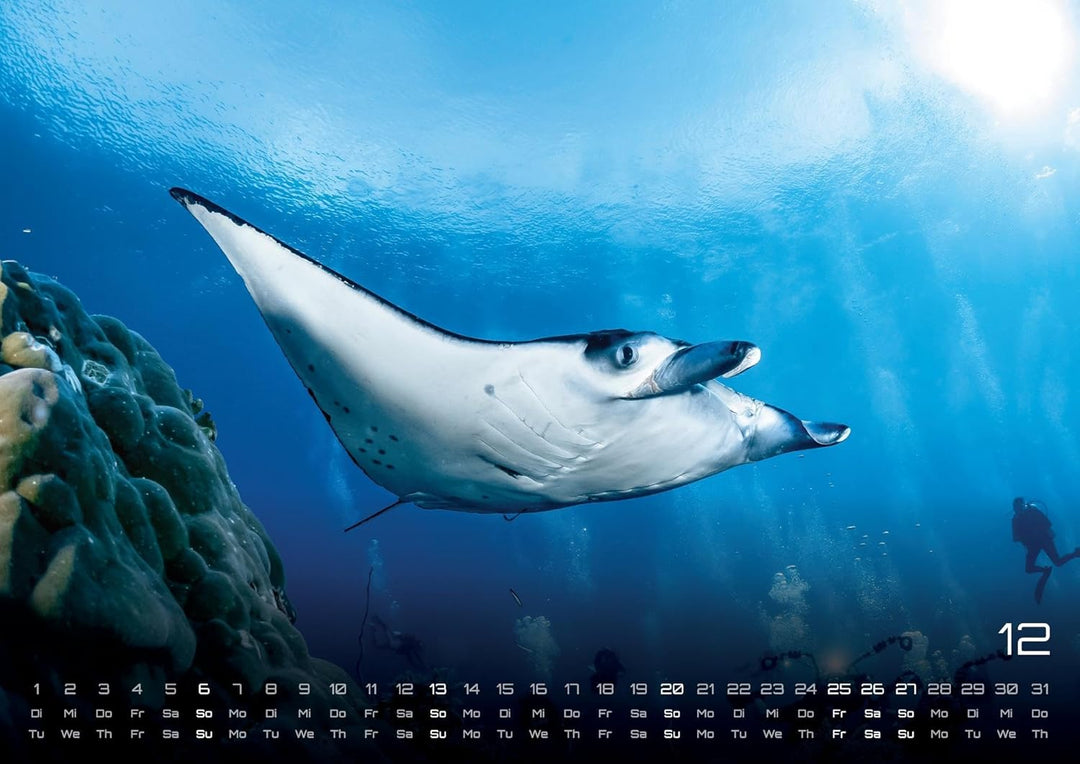 Sealife - verborgene Tiefen - 2026 - Kalender DIN A2: Der Wandkalender mit den schönsten Unterwasser