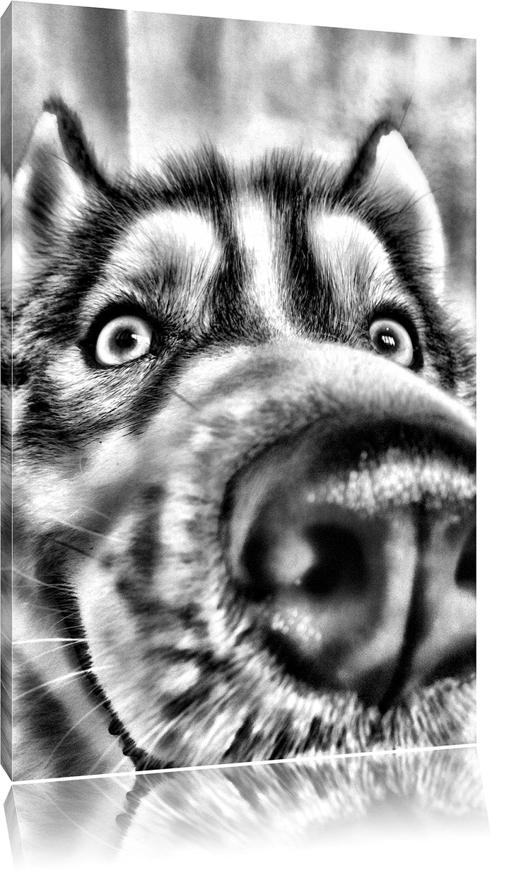 Pixxprint Glücklicher Husky / 100x70cm Leinwandbild bespannt auf Holzrahmen/Wandbild Kunstdruck Deko
