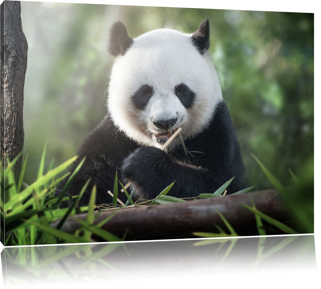 Pixxprint Niedlicher Panda isst Bambus / 100x70cm Leinwandbild bespannt auf Holzrahmen/Wandbild Kuns