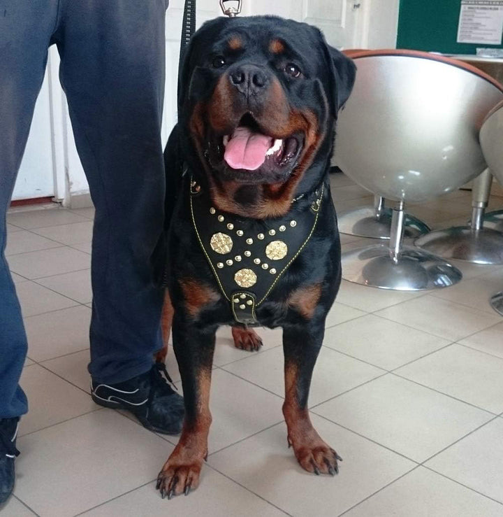 Bestia Maximus Echtleder Hundegeschirr. 100% Leder Weich gepolsterte Brustplatte Handgefertigt in Eu