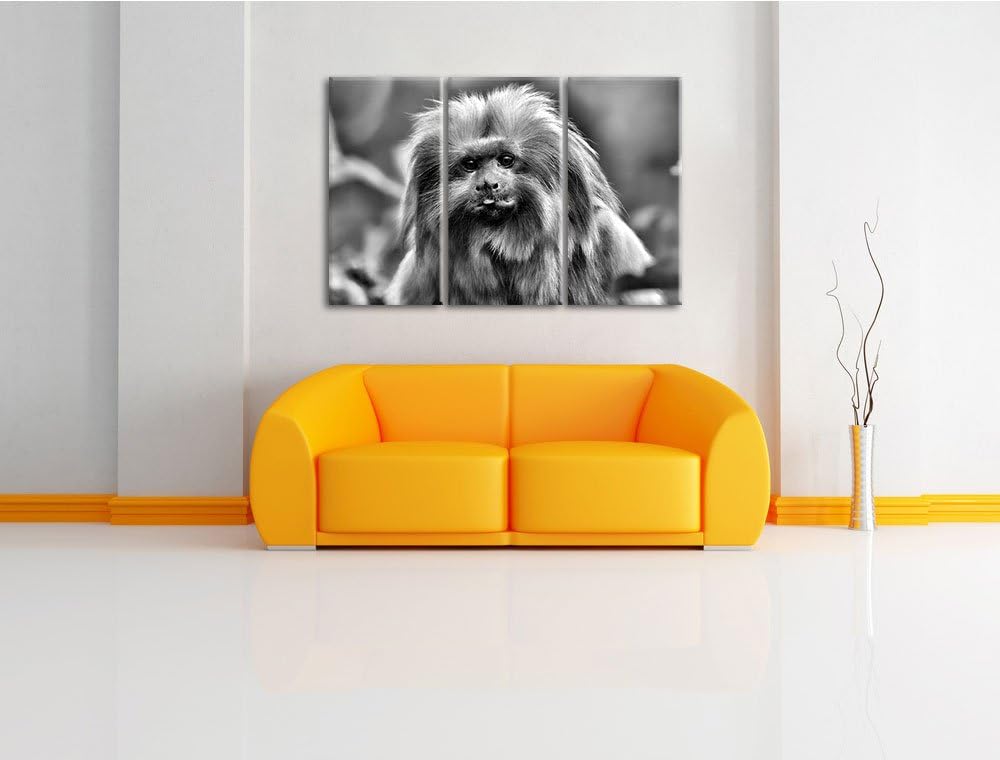 Pixxprint Goldgelbes Löwenäffchen als Leinwandbild/Grösse: 3 Teilig (120x80) / Wandbild/Kunstdruck/f