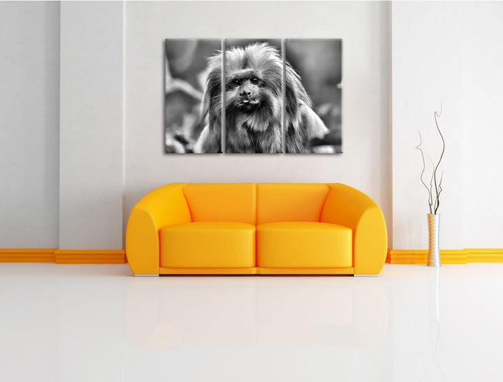 Pixxprint Goldgelbes Löwenäffchen als Leinwandbild/Grösse: 3 Teilig (120x80) / Wandbild/Kunstdruck/f