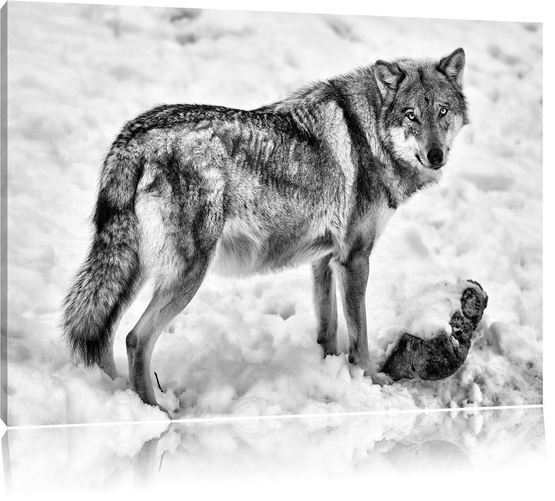 Pixxprint prächtiger Wolf im Schnee als Leinwandbild/Grösse: 100x70 / Wandbild/Kunstdruck/fertig bes