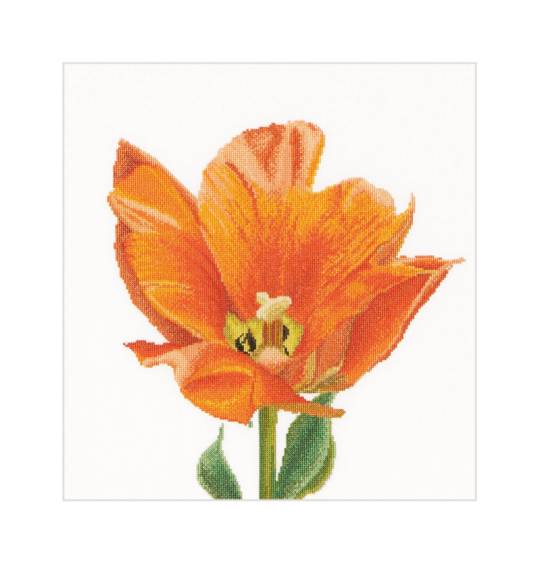 Thea Gouverneur - Kreuzstich-Set - Orange Triuph Tulpe - Leinen - 32 Count - Für Erwachsene - 523 34