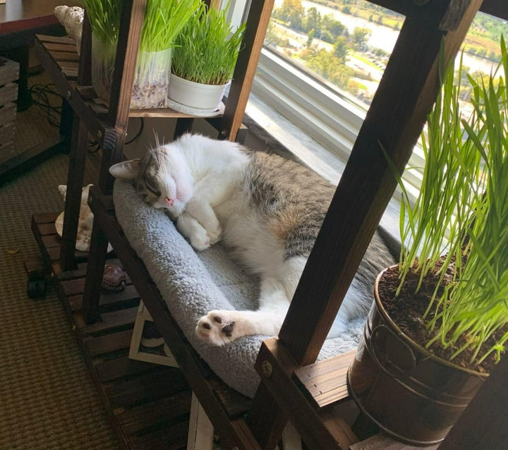 Enjoying Katzenbett Quadrat 38 X 26 cm, Wärme Katzenschlafplatz für Kleinen Hunde Katze Hasen, Sanft