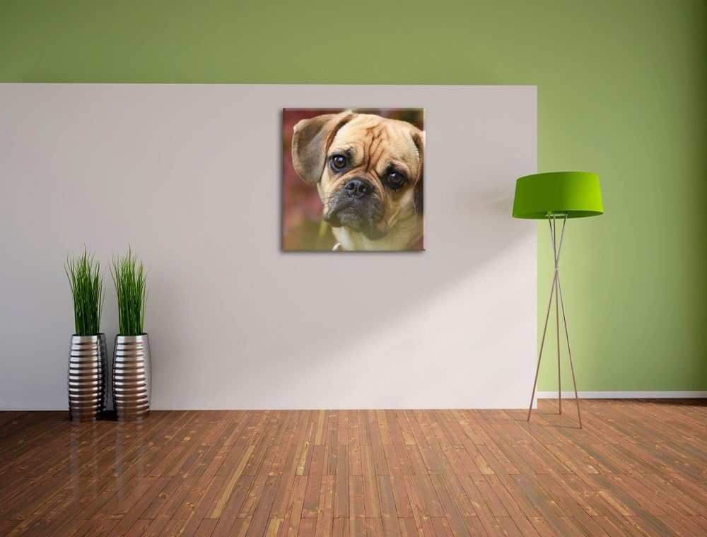 Pixxprint Mops Welpe als Leinwandbild/Grösse: 70x70 cm/Wandbild/Kunstdruck/fertig bespannt, 70x70