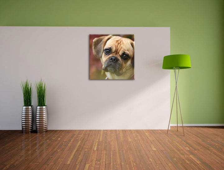 Pixxprint Mops Welpe als Leinwandbild/Grösse: 70x70 cm/Wandbild/Kunstdruck/fertig bespannt, 70x70