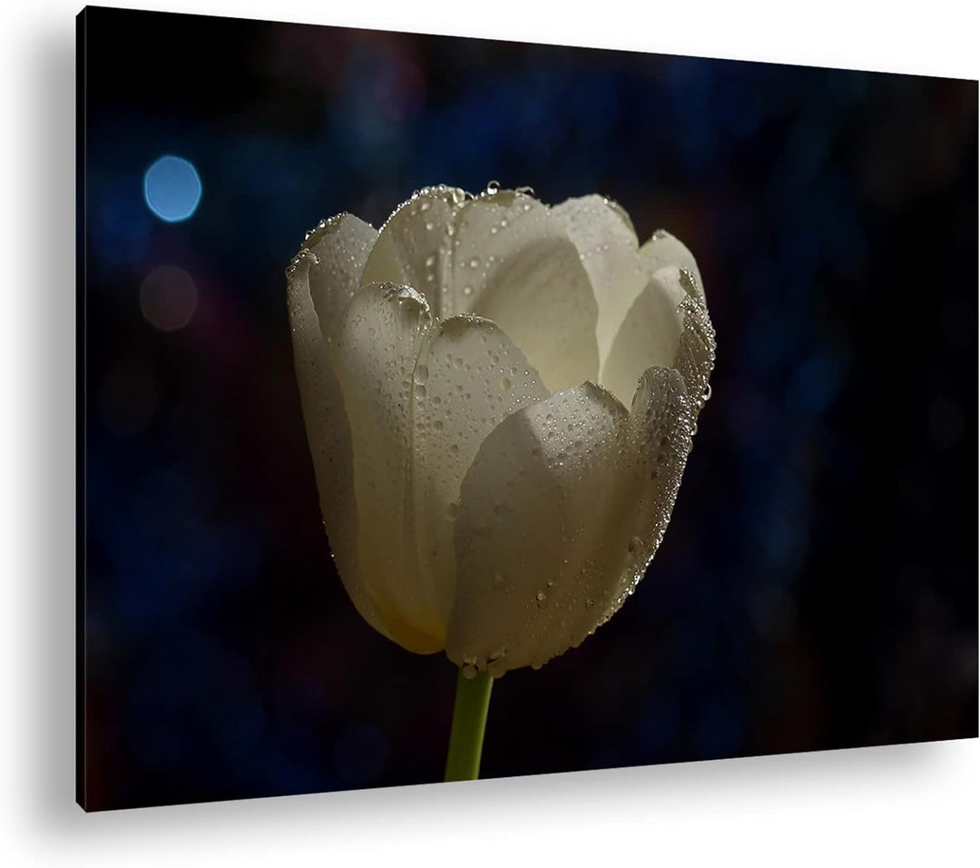 deyoli schneeweisse Tulpe Format: 80x60 als Leinwandbild, Motiv fertig gerahmt auf Echtholzrahmen, H