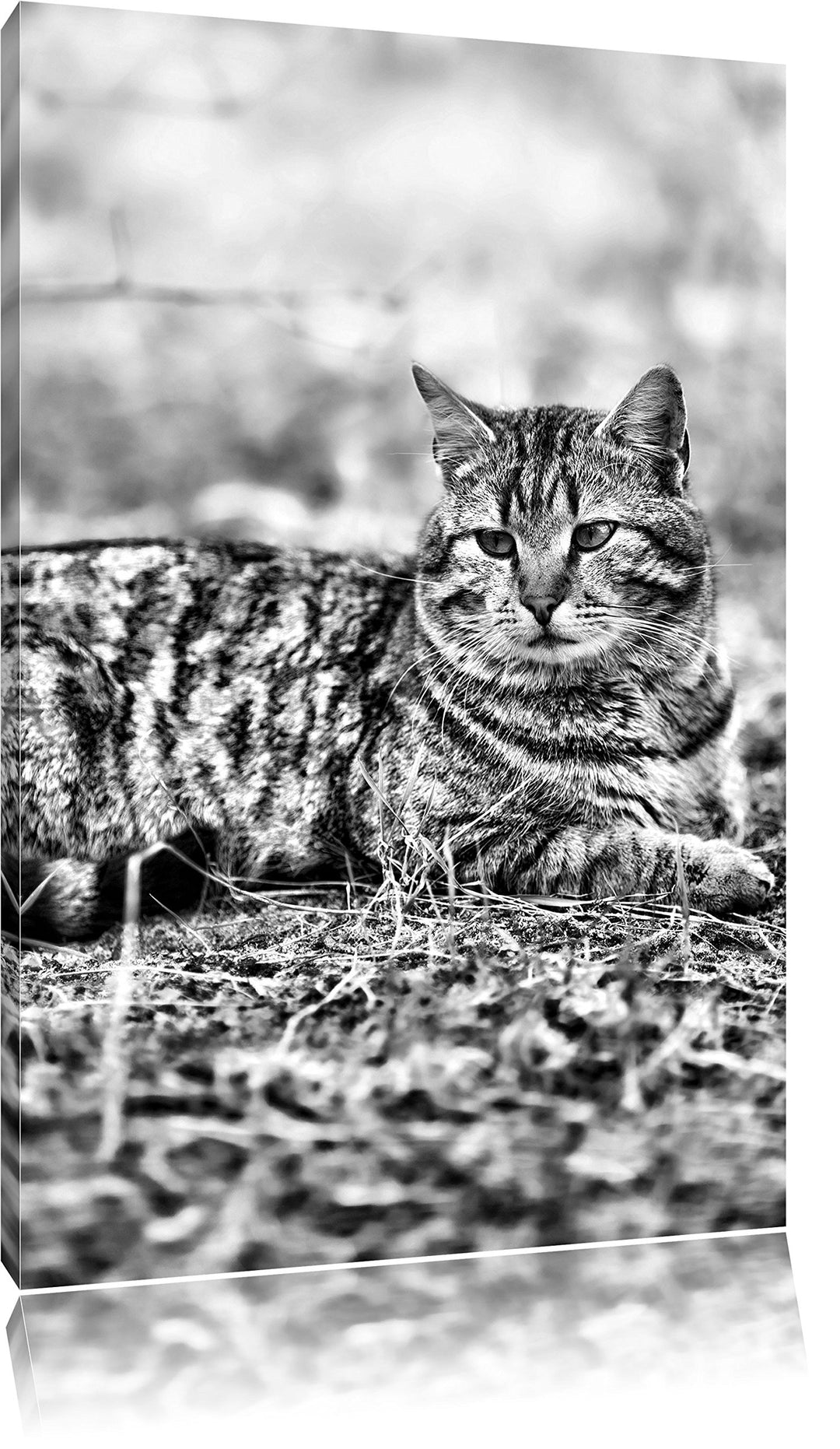 Pixxprint Ruhende Katze im Wald / 100x70cm Leinwandbild bespannt auf Holzrahmen/Wandbild Kunstdruck