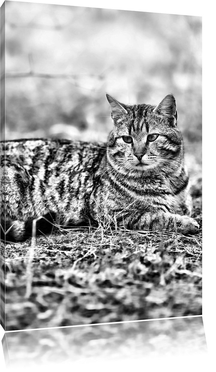 Pixxprint Ruhende Katze im Wald / 100x70cm Leinwandbild bespannt auf Holzrahmen/Wandbild Kunstdruck
