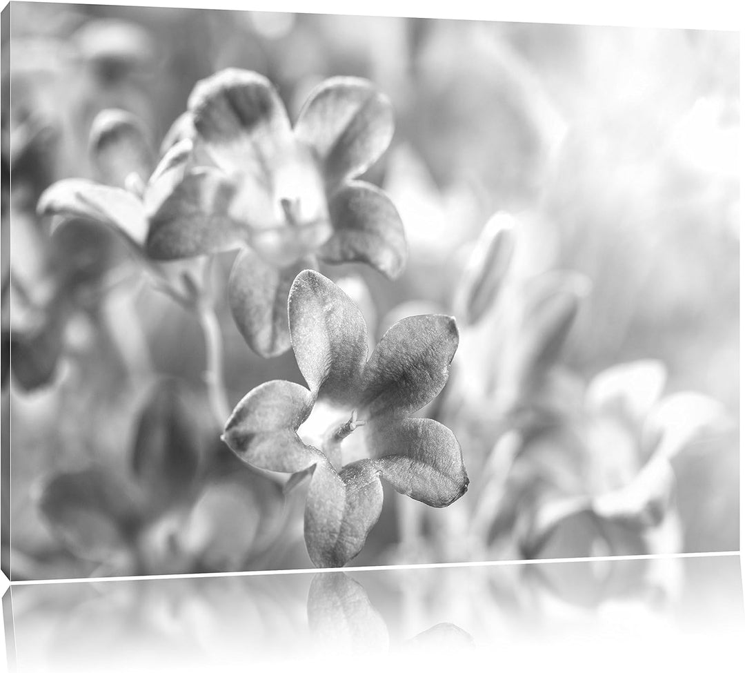 Pixxprint Lilane Lavendelblumen Kunst B&W als Leinwandbild/Grösse: 100x70 / Wandbild/Kunstdruck/fert