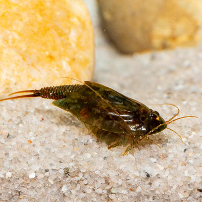 Triops cancriformis simplex Starterset: Urzeitkrebse Eier, 2,5 l Aquarium, Zubehör, Futter und Anlei