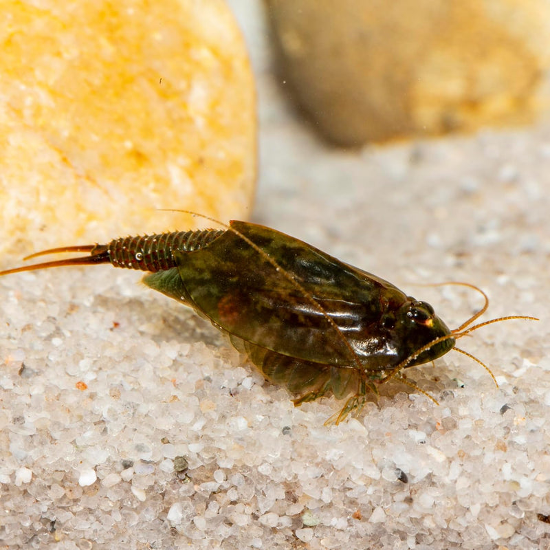 Triops cancriformis simplex Starterset: Urzeitkrebse Eier, 2,5 l Aquarium, Zubehör, Futter und Anlei
