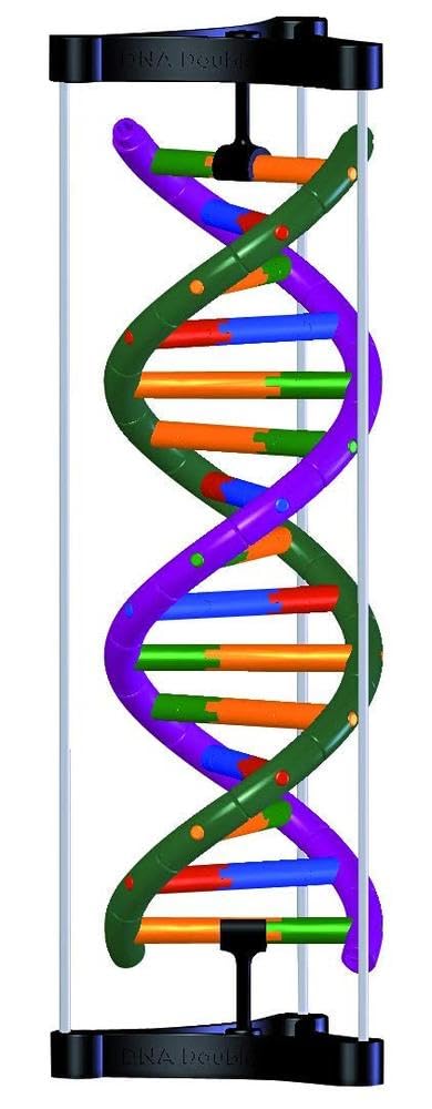 3B Scientific DNA-Doppelhelix-Modell, Studenten-Kit