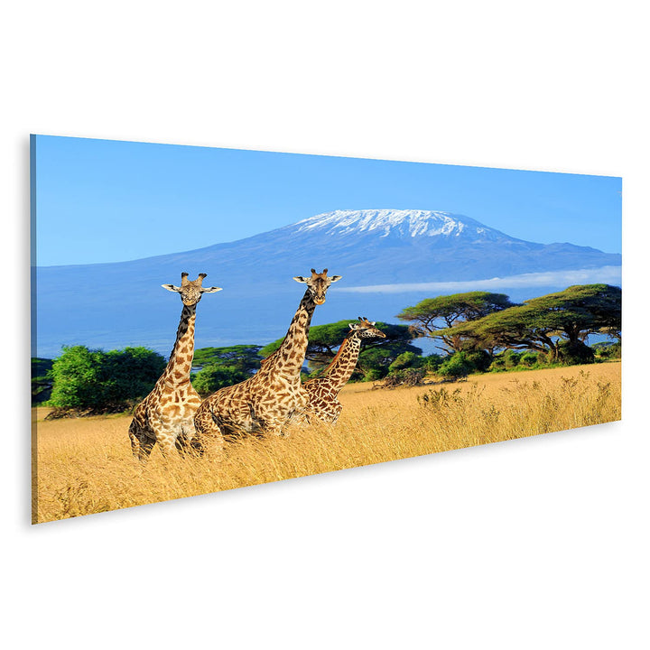 islandburner Bild auf Leinwand Drei Giraffen Nationalpark Kenia Kilimanjaro Berg Hintergrund Afrika