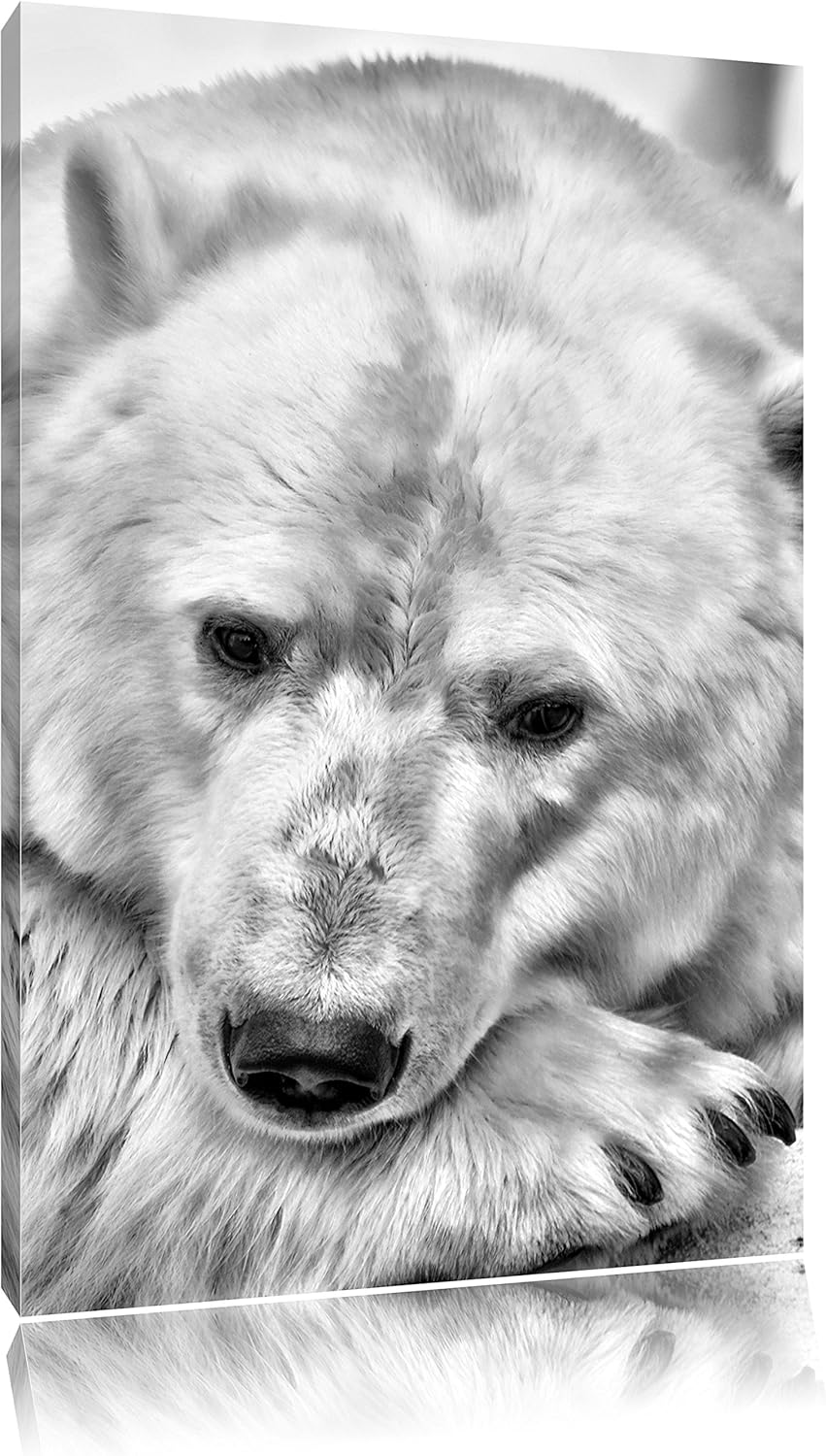 Pixxprint Nachdenklicher Eisbär als Leinwandbild/Grösse: 100x70 cm/Wandbild/Kunstdruck/fertig bespan