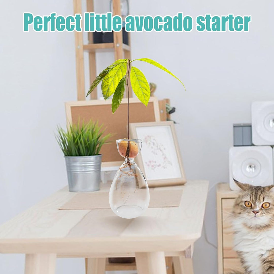 2 Stück Avocado-Samen, Sprossen, Starter-Vase, Avocado-Baum-Anbau-Set, Glasvasen, Gartensamen, Start