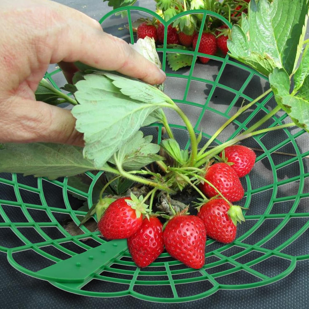 KEILEOHO 30 Stück Erdbeerreifer, 29 cm x 4,2 cm Erdbeerstützen Ständer Erdbeer Regal, Erdbeeren Schu