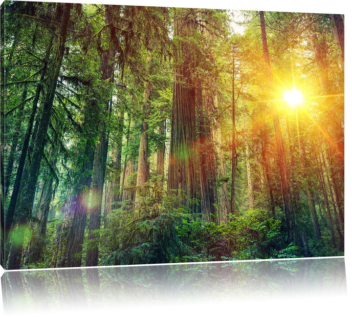 Wald bei Sonnenlicht, Format: 100x70 auf Leinwand, XXL riesige Bilder fertig gerahmt mit Keilrahmen,