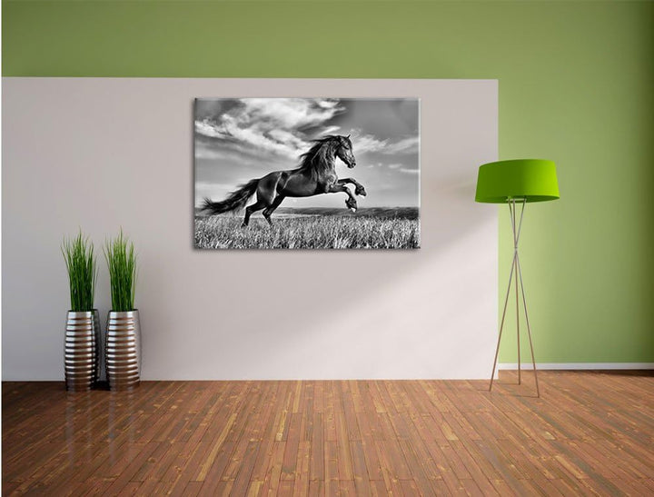 Pixxprint Monocrome, Schwarzer Hengst auf grünen Wiese, Format: 100x70 auf Leinwand, 100x70