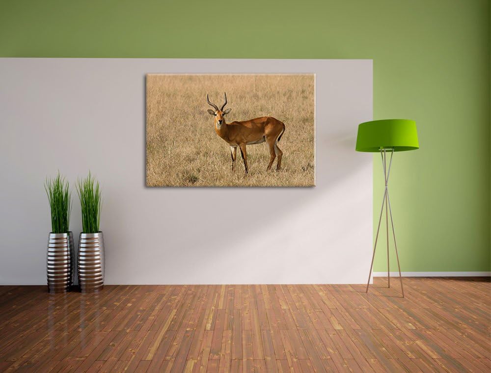 Dorkasgazelle im trockenen Gras Leinwand, XXL riesige Bilder fertig gerahmt mit Keilrahmen, Kunstdru