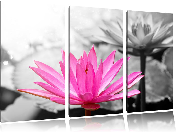 Pixxprint Lilafarbene Wasserlilie als Leinwandbild | Grösse: 3 Teilig (120x80) | Wandbild| Kunstdruc
