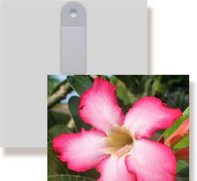 WunschPIXEL – Wandbild Blumen auf weissem Acrylglas, Set 4-teilig je 20x20 cm, quadratisch, tropisch