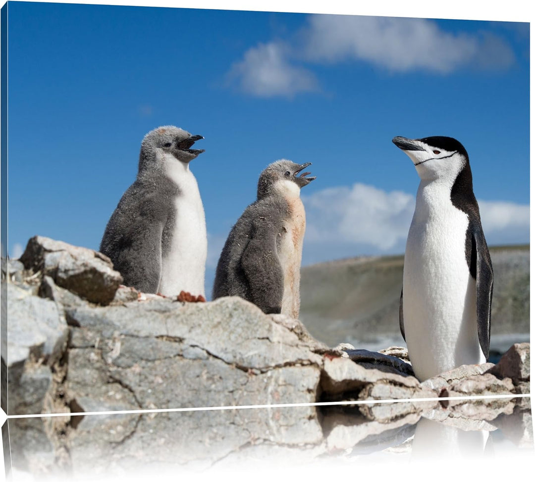 Pinguin mit süssen Küken Format: 100x70 auf Leinwand, XXL riesige Bilder fertig gerahmt mit Keilrahm