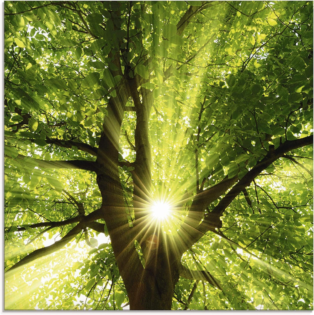 Glasbilder Wandbild Glas Bild einteilig 50x50 cm Quadratisch Wald Natur Botanik Bäume Laubbaum Sonne