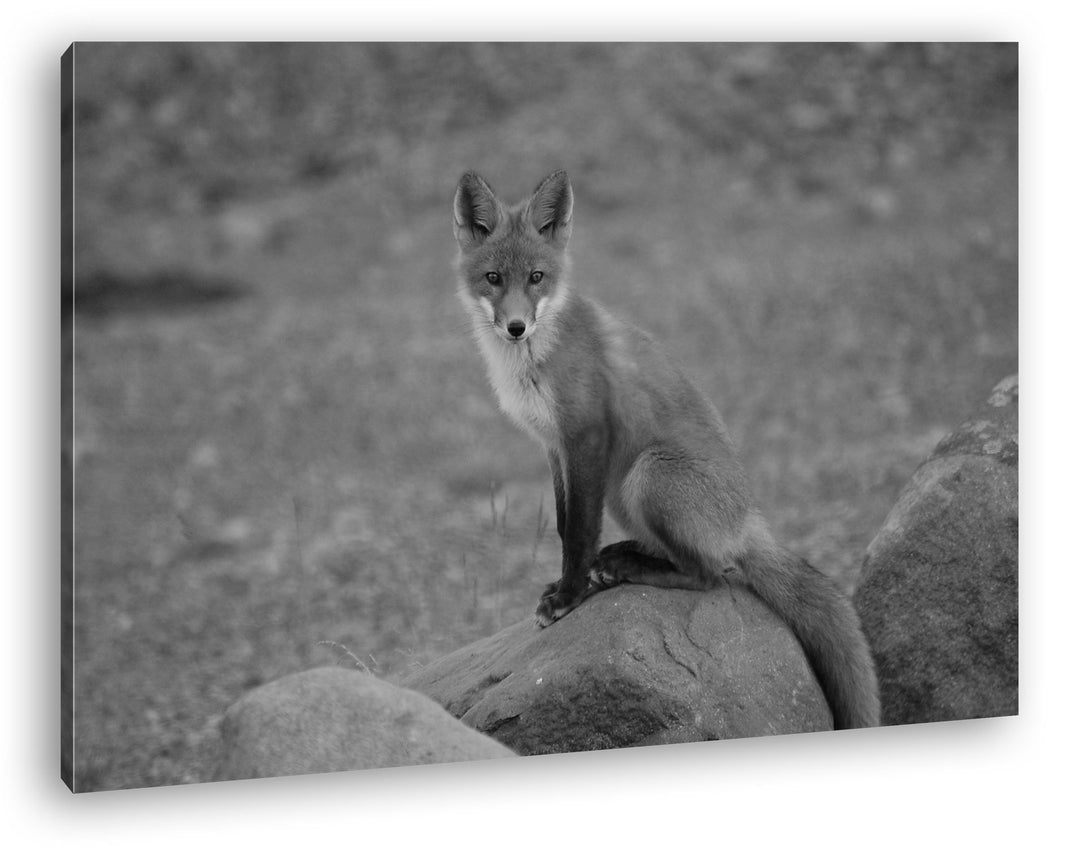 deyoli abwartender Fuchs Effekt: Schwarz/Weiss Format: 80x60 als Leinwandbild, Motiv fertig gerahmt